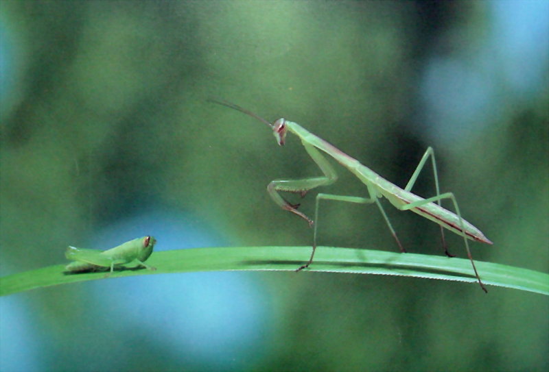 메뚜기 약충을 사냥하는 사마귀 약충, 일본 (Praying Mantis instar, Japan); DISPLAY FULL IMAGE.