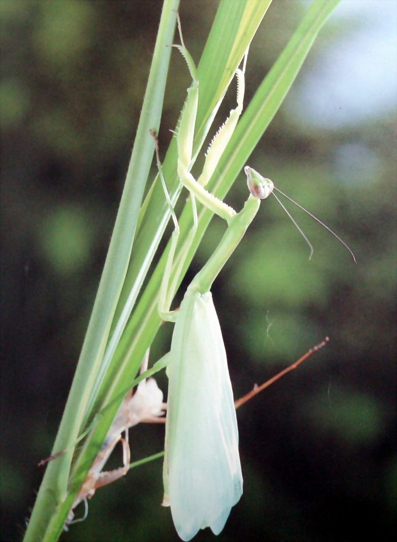 우화하는 사마귀, 일본 (Emergence of Praying Mantis, Japan); DISPLAY FULL IMAGE.