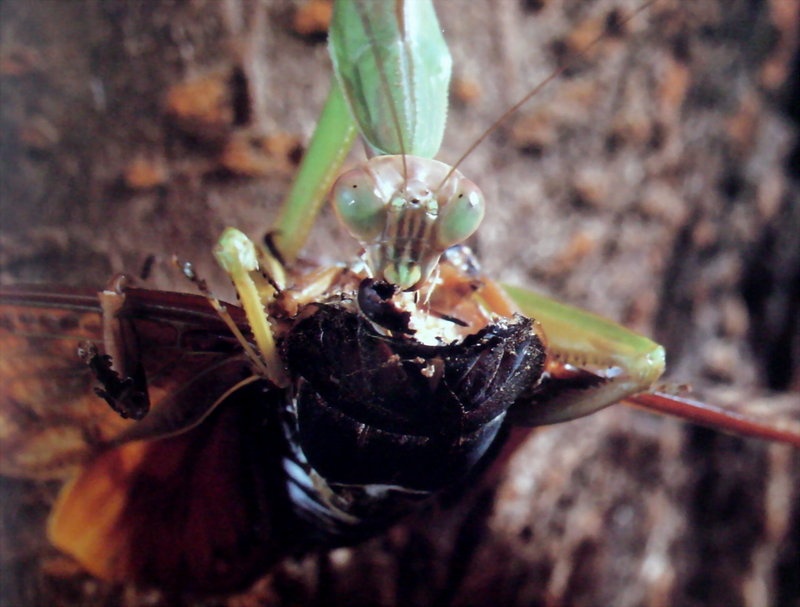 유지매미를 포식하는 사마귀, 일본 (Praying Mantis, Japan); DISPLAY FULL IMAGE.