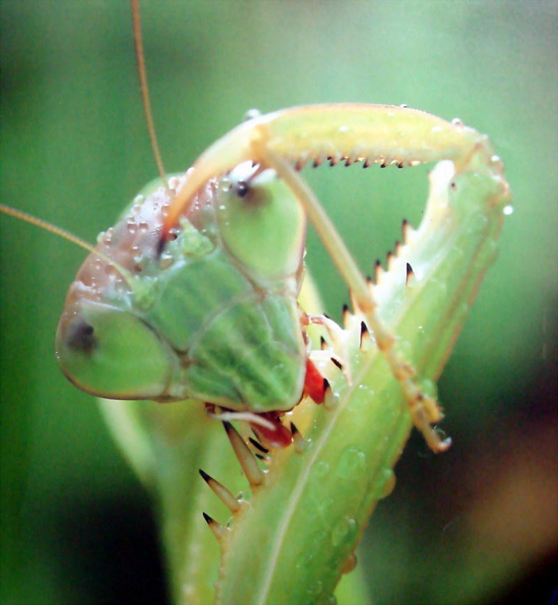 사마귀, 일본 (Praying Mantis, Japan); DISPLAY FULL IMAGE.