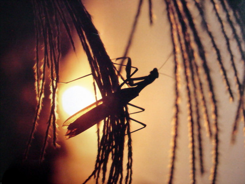석양의 사마귀, 일본 (Praying Mantis, Japan); DISPLAY FULL IMAGE.