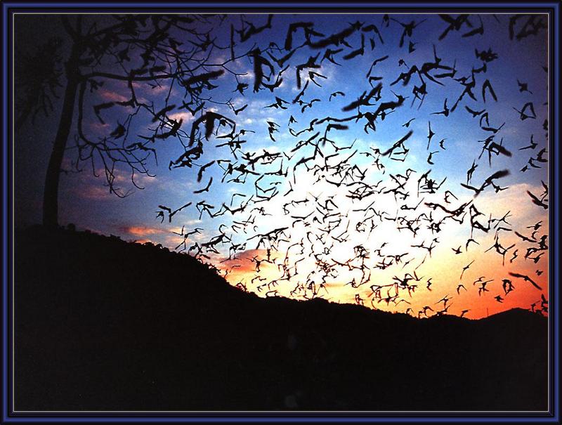 Wrinkled-Lipped Bat (Tadarida plicata) {!--주름입박쥐-->; DISPLAY FULL IMAGE.