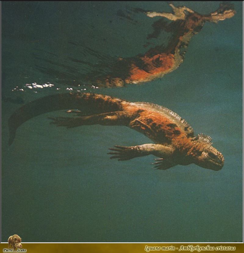 Marine Iguana (Amblyrhynchus cristatus) {!--바다이구아나-->; DISPLAY FULL IMAGE.