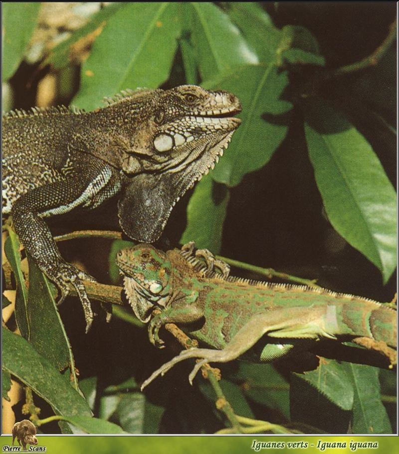 Common Green Iguana (Iguana iguana) {!--이구아나-->; DISPLAY FULL IMAGE.