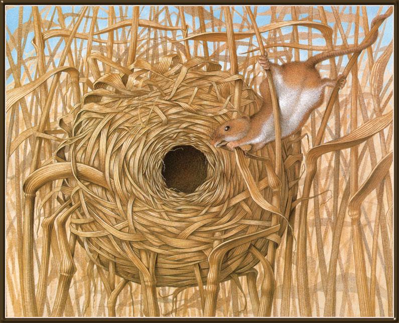 [Bert Kitchen] And So They Build 004 - Harvest Mouse; DISPLAY FULL IMAGE.