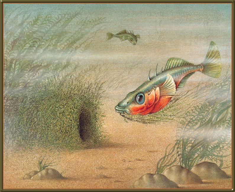 [Bert Kitchen] And So They Build 010 - Three-spined Stickleback; DISPLAY FULL IMAGE.