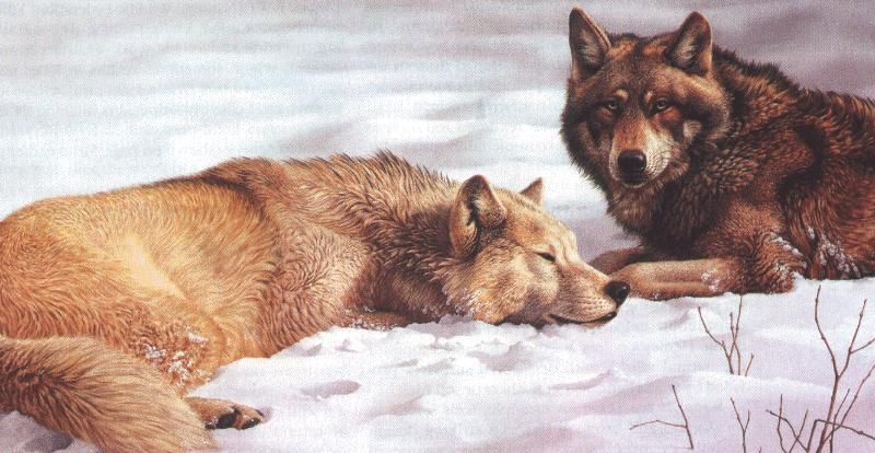 [Animal Art - Bob Henley] Grey Wolves; DISPLAY FULL IMAGE.