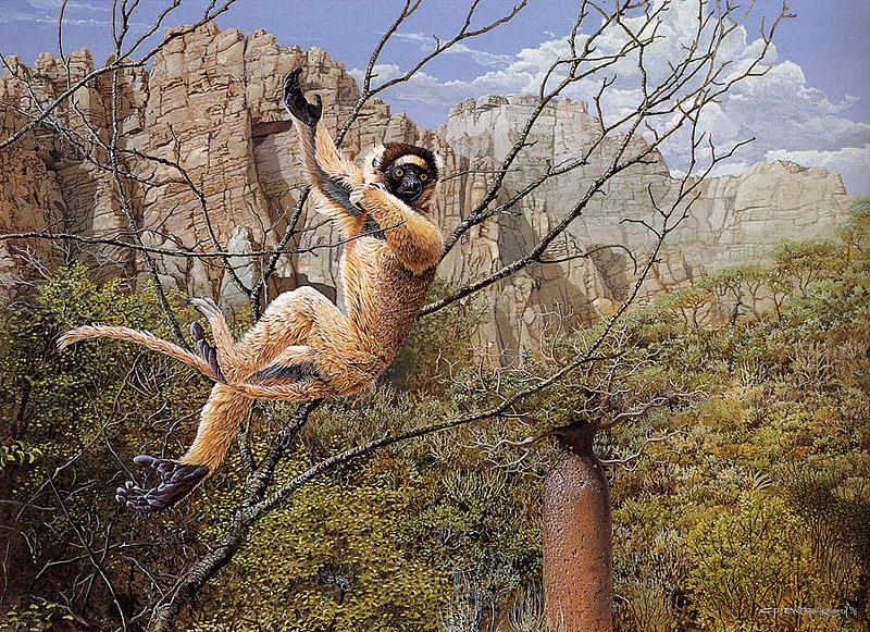 [Animal Art - Carel Pieter Brest van Kempen] Verreaux's Sifaka; DISPLAY FULL IMAGE.