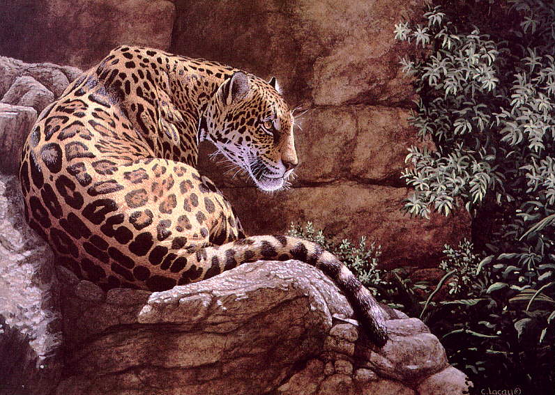 [Animal Art - Carol Lacey] On The Rocks - Jaguar; DISPLAY FULL IMAGE.