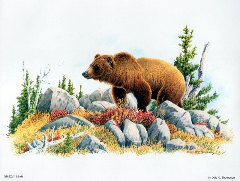 [Animal Art - Dale C. Thompson] Wildlife Trek 2001, Dec 2000, Grizzly Bear; DISPLAY FULL IMAGE.