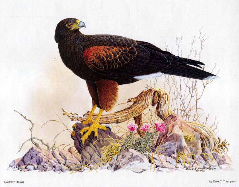 [Animal Art - Dale C. Thompson] Wildlife Trek 2001, Mar 2001, Harris' Hawk; DISPLAY FULL IMAGE.