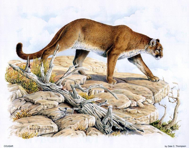 [Animal Art - Dale C. Thompson] Wildlife Trek 2001, Apr 2001, Cougar; DISPLAY FULL IMAGE.