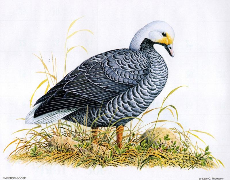 [Animal Art - Dale C. Thompson] Wildlife Trek 2001, May 2001, Emperor Goose; DISPLAY FULL IMAGE.