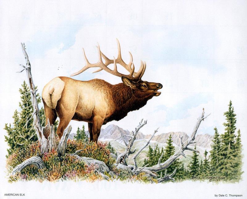 [Animal Art - Dale C. Thompson] Wildlife Trek 2001, June 2001, American Elk; DISPLAY FULL IMAGE.