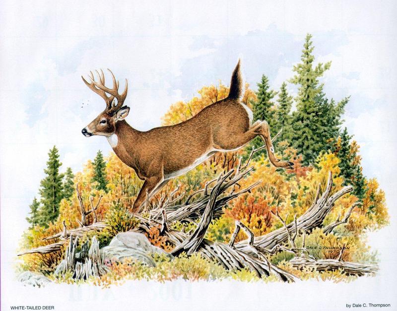 [Animal Art - Dale C. Thompson] Wildlife Trek 2001, Aug 2001, White-tailed Deer; DISPLAY FULL IMAGE.