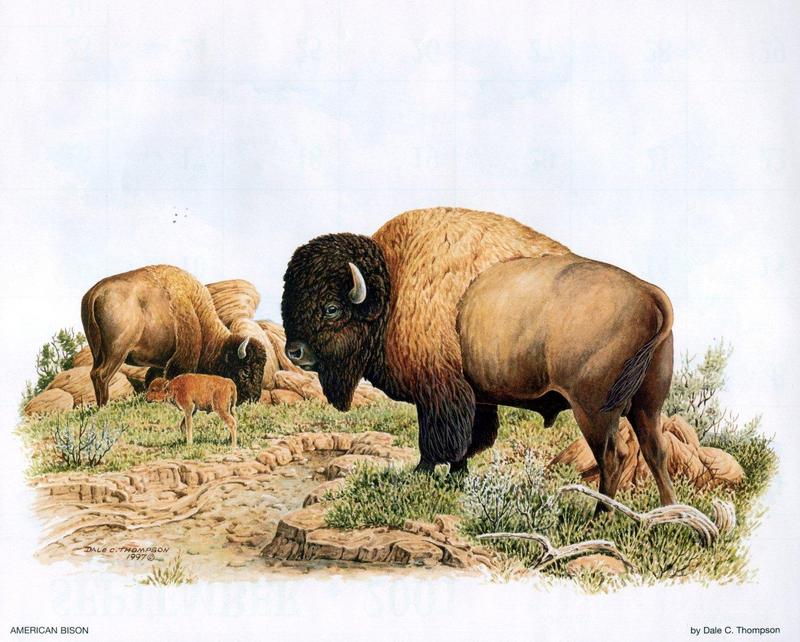 [Animal Art - Dale C. Thompson] Wildlife Trek 2001, Oct 2001, American Bison; DISPLAY FULL IMAGE.