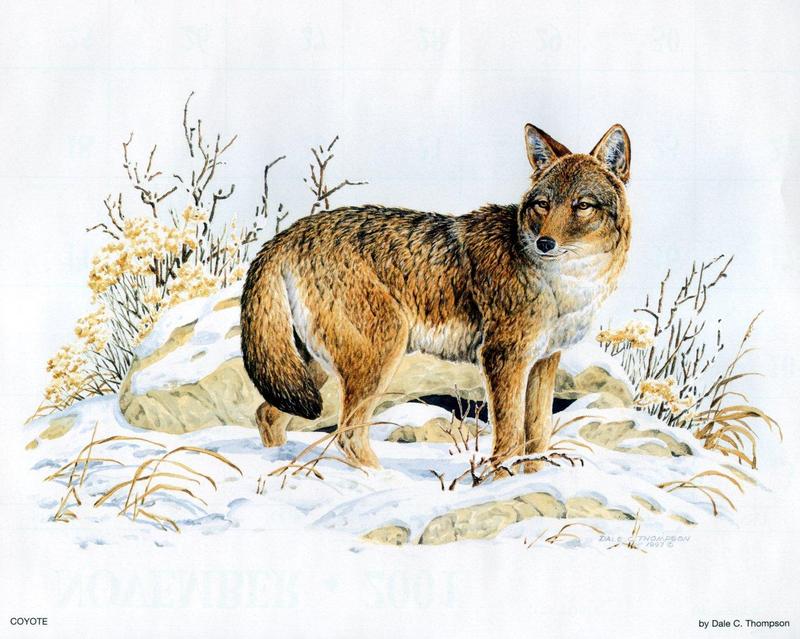 [Animal Art - Dale C. Thompson] Wildlife Trek 2001, Dec 2001, Coyote; DISPLAY FULL IMAGE.