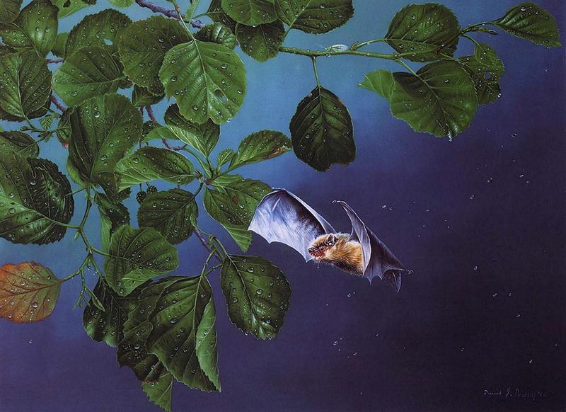 [Animal Art - David Perkins] Pipistrelle Bat; DISPLAY FULL IMAGE.