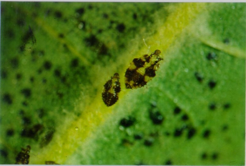 버즘나무방패벌레 Corythucha ciliata (Sycamore Lace Bug); DISPLAY FULL IMAGE.