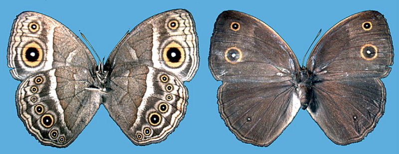 Squinting Bush Brown Butterfly (Bicyclus anynana) {!--아프리카산 나비-->; DISPLAY FULL IMAGE.
