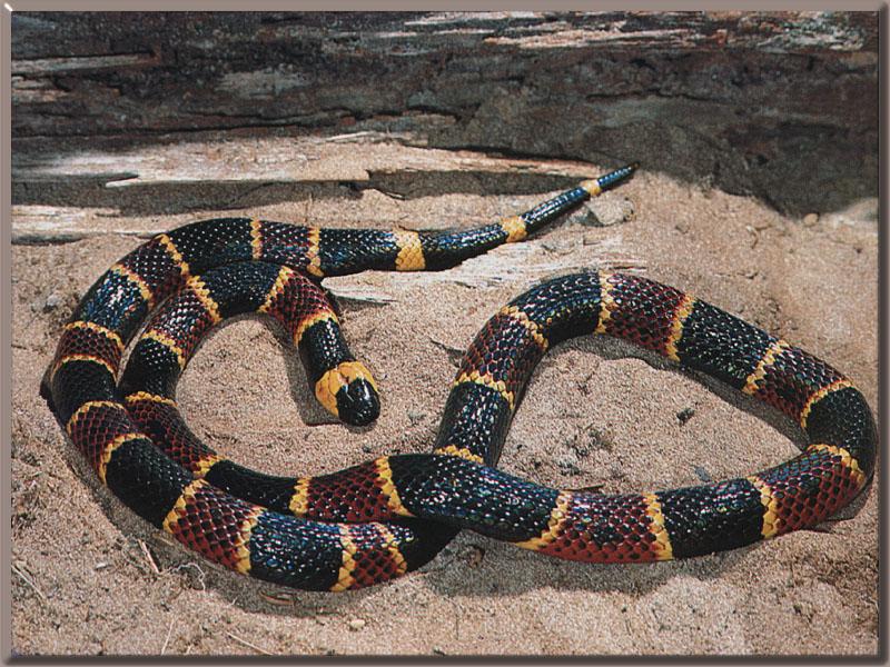 Texas Coral Snake (Micrurus fulvius tener) {!--텍사스산호뱀/산호뱀 아종-->; DISPLAY FULL IMAGE.