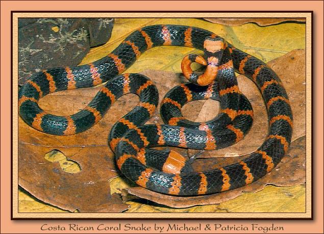 Gargantilla, Central American Coral Snake (Micrurus nigrocinctus) {!--검은띠산호뱀-->; Image ONLY