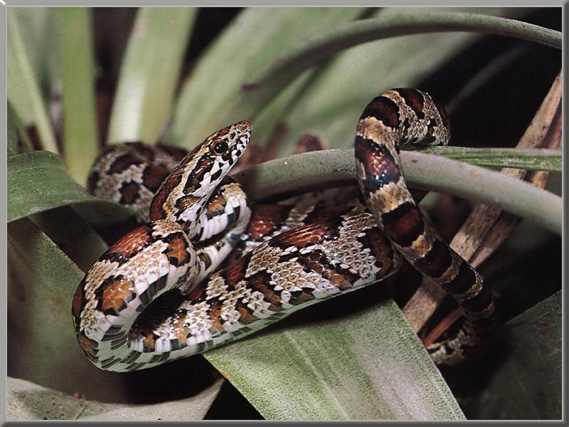 Corn Snake (Elaphe guttata) {!--옥수수뱀-->; DISPLAY FULL IMAGE.
