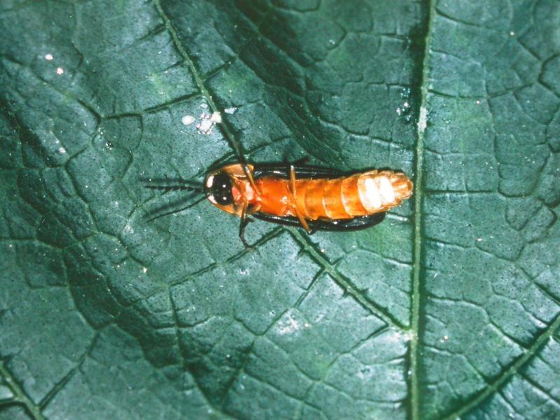 늦반딧불이 Pyrocoelia rufa (Late Firefly); DISPLAY FULL IMAGE.