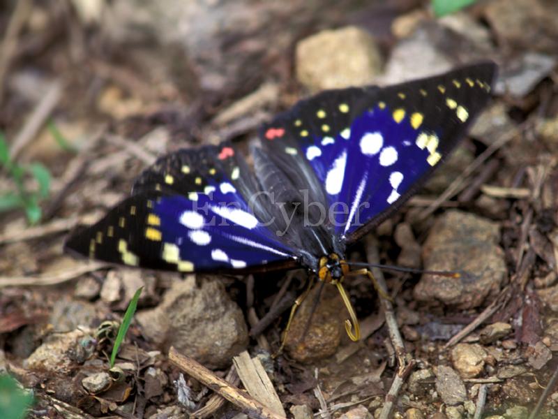 왕오색나비 Sasakia charonda (Large Purple Fritillary Butterfly/Japanese Emperor); DISPLAY FULL IMAGE.