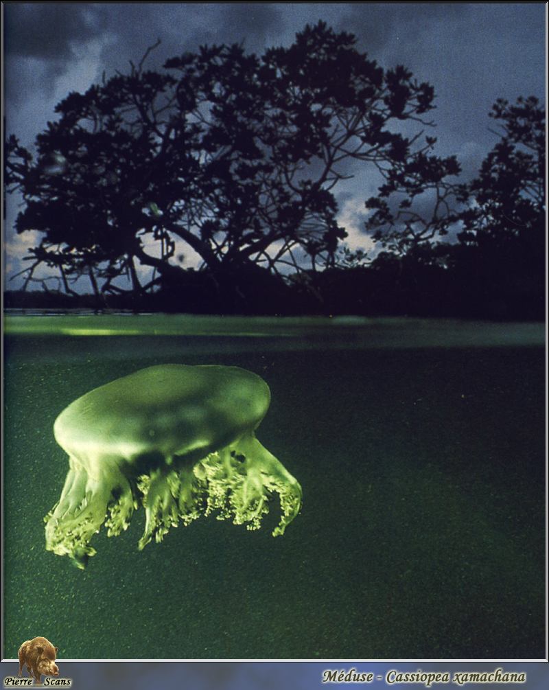 Upside-down Jellyfish (Cassiopea xamachana) {!--송장해파리-->; DISPLAY FULL IMAGE.