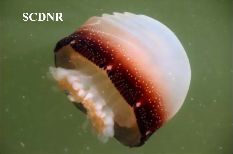 Cannonball Jellyfish (Stomolophus meleagris) {!--공해파리-->; Image ONLY