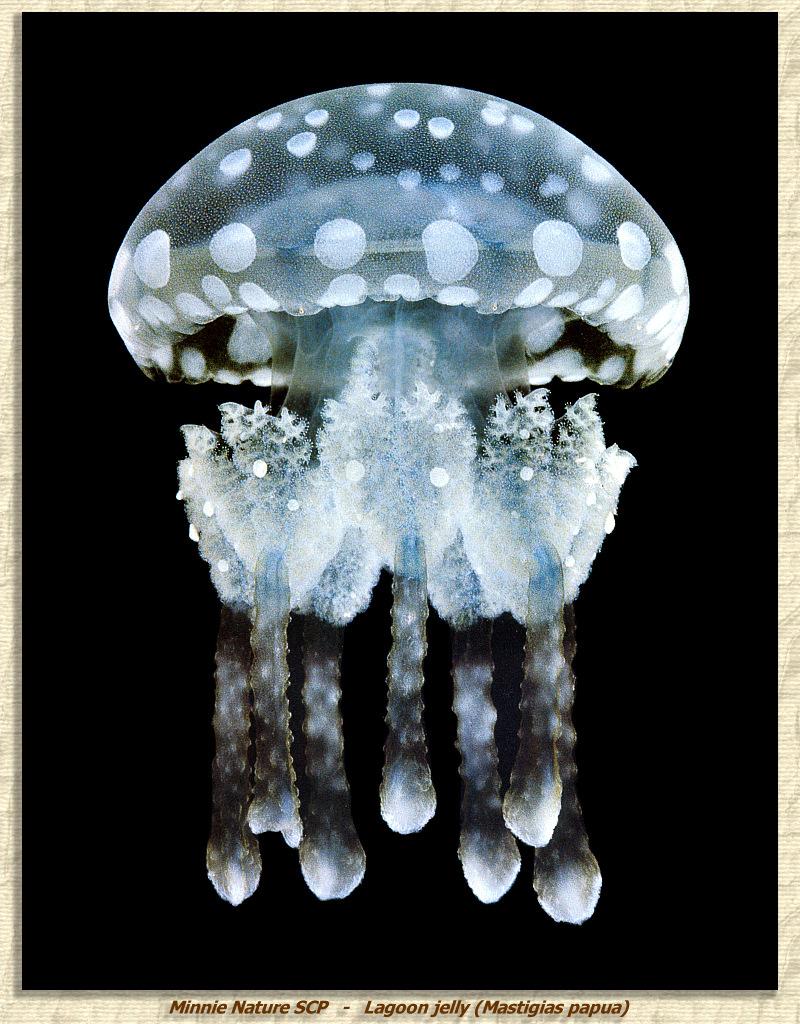 Papuan Jellyfish (Mastigias papua) {!--파푸아해파리-->; DISPLAY FULL IMAGE.