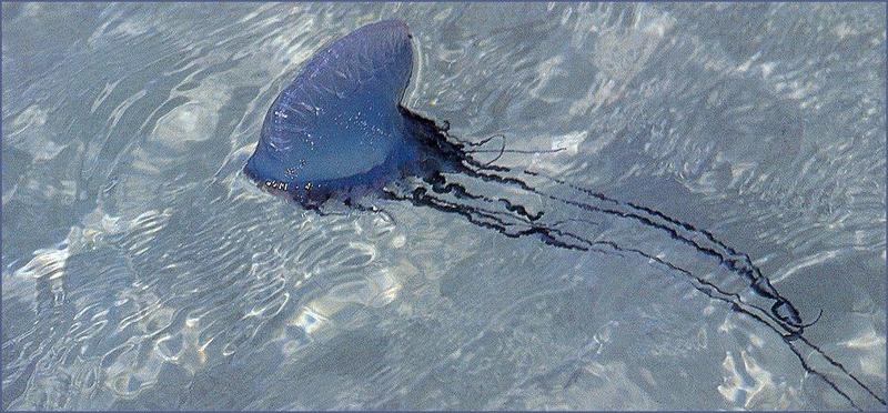 Bluebottle Jellyfish (Physalia physalis) {!--작은부레관해파리-->; DISPLAY FULL IMAGE.