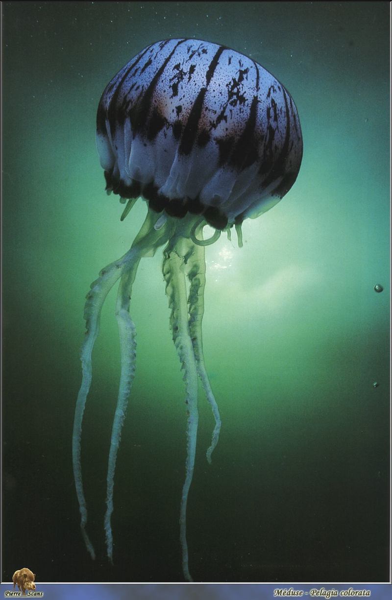 Purple-striped Jellyfish (Chrysaora colorata) {!--대형 해파리-->; DISPLAY FULL IMAGE.