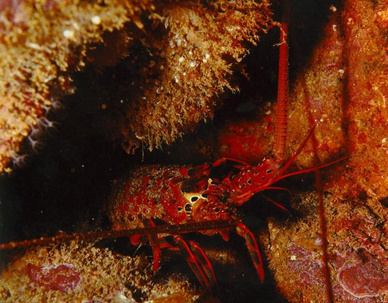 California Spiny Lobster {!--바다가재-->; DISPLAY FULL IMAGE.
