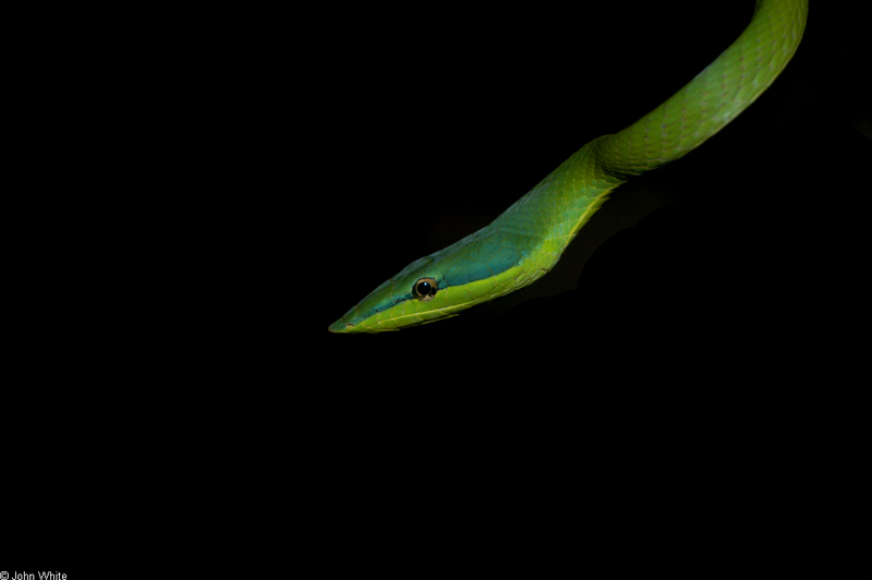 Amazonian Vine Snake (Oxybelis fuligidus); DISPLAY FULL IMAGE.