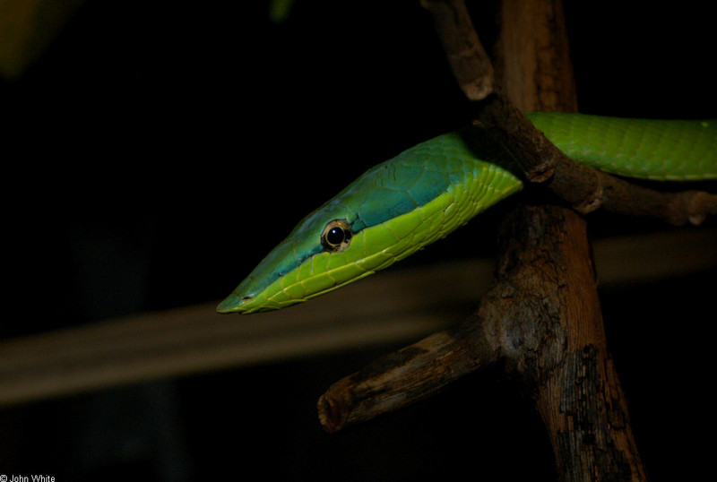 Amazonian Vine Snake (Oxybelis fuligidus); DISPLAY FULL IMAGE.
