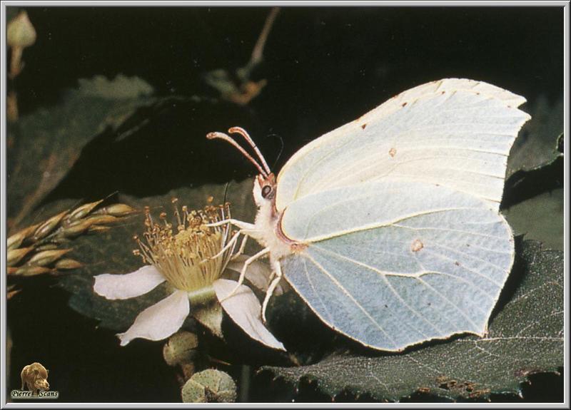 Brimstone Butterfly (Gonepteryx rhamni) {!--멧노랑나비-->; DISPLAY FULL IMAGE.