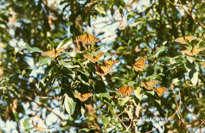 Monarch Butterfly (Danaus plexippus) {!--군주나비-->; Image ONLY