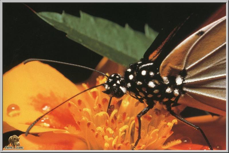 Monarch Butterfly (Danaus plexippus) {!--군주나비-->; DISPLAY FULL IMAGE.