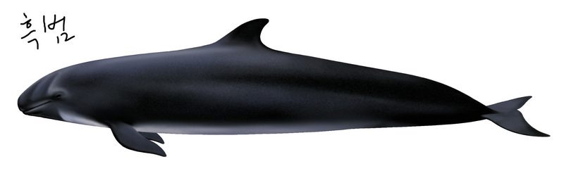 흑범고래 Pseudorca crassidens (False Killer Whale) [국립수산과학원 2000-06-08]; DISPLAY FULL IMAGE.
