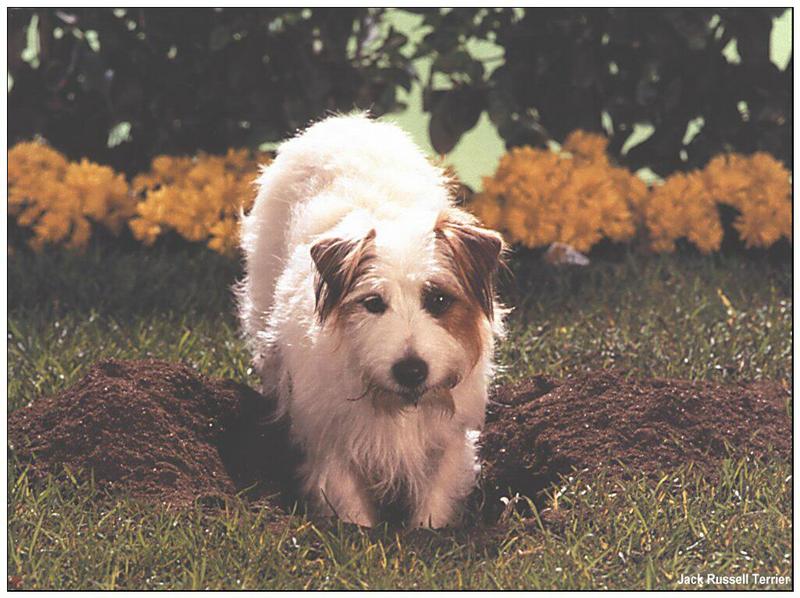 Jack Russell Terrier {!--잭 러셀 테리어-->; DISPLAY FULL IMAGE.