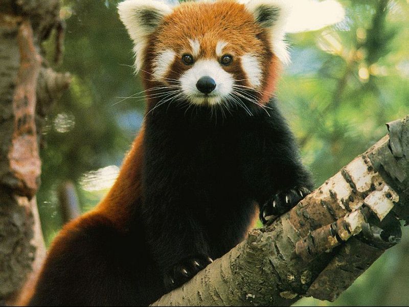 Red Panda; DISPLAY FULL IMAGE.