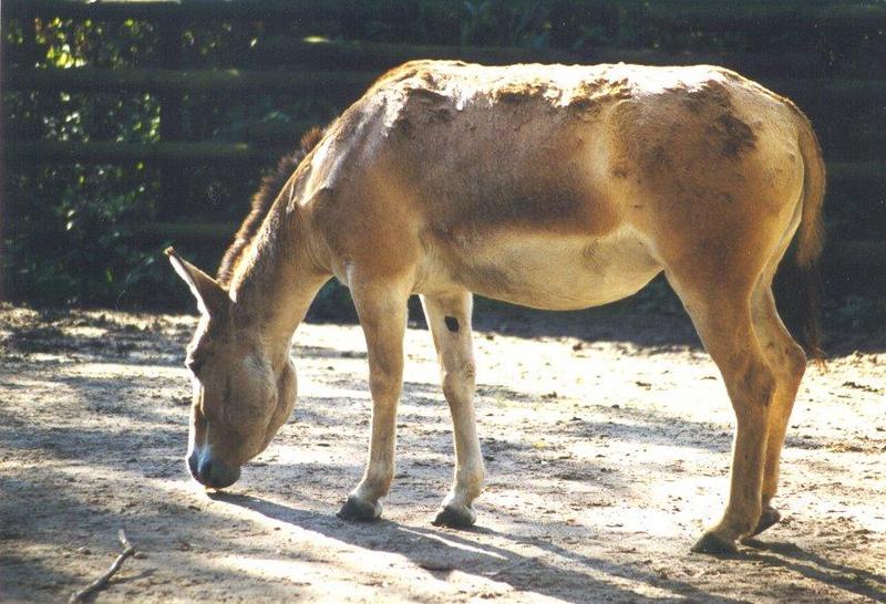 Onager / Asiatic Wild Ass (Equus onager) {!--아시아당나귀(오나거)-->; DISPLAY FULL IMAGE.