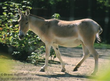 Onager / Asiatic Wild Ass (Equus onager) {!--아시아당나귀(오나거)-->; Image ONLY