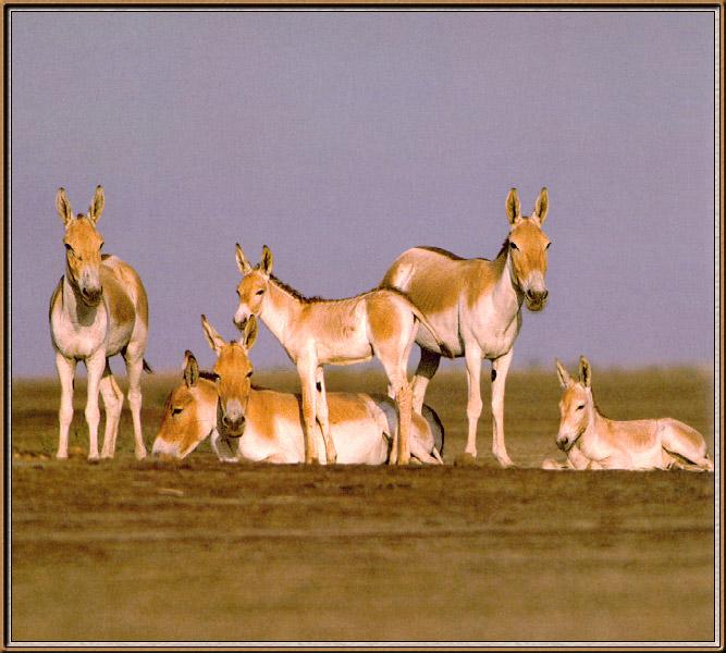Onager / Indian Wild Ass (Equus hemionus khur) {!--아시아당나귀-->; Image ONLY