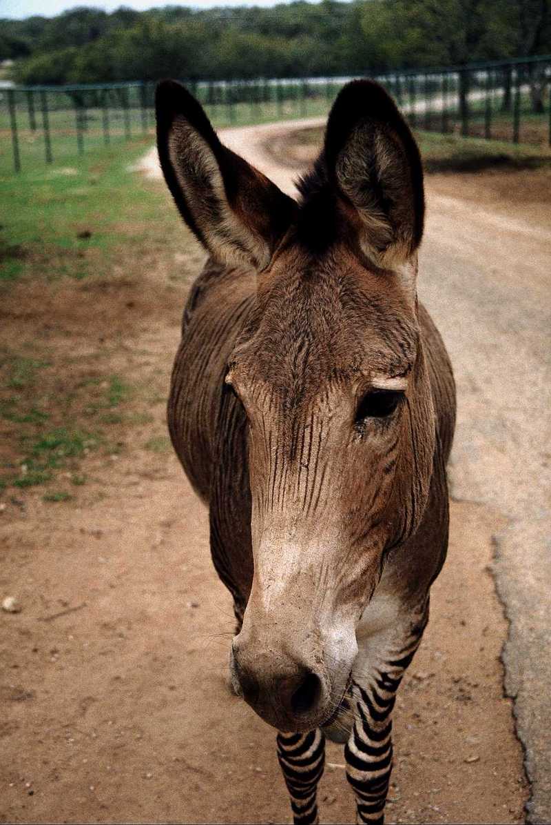 Zebra Donkey; DISPLAY FULL IMAGE.