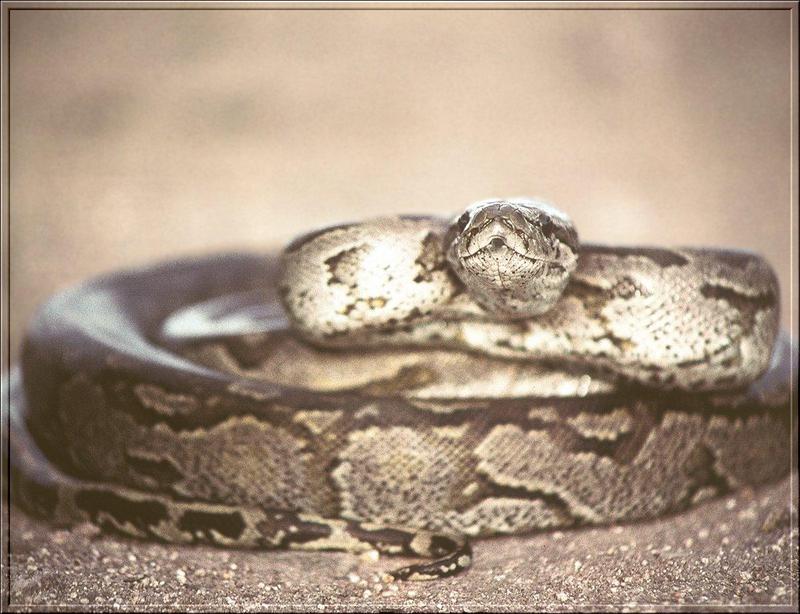 African Rock Python (Python sebae) {!--아프리카비단뱀-->; DISPLAY FULL IMAGE.