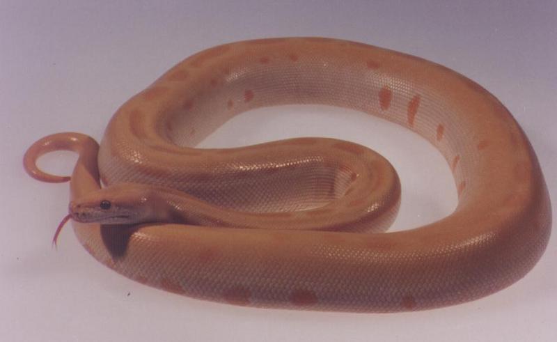 (Albino) Burmese Python (Python molurus bivittatus) {!--버마비단뱀-->; DISPLAY FULL IMAGE.