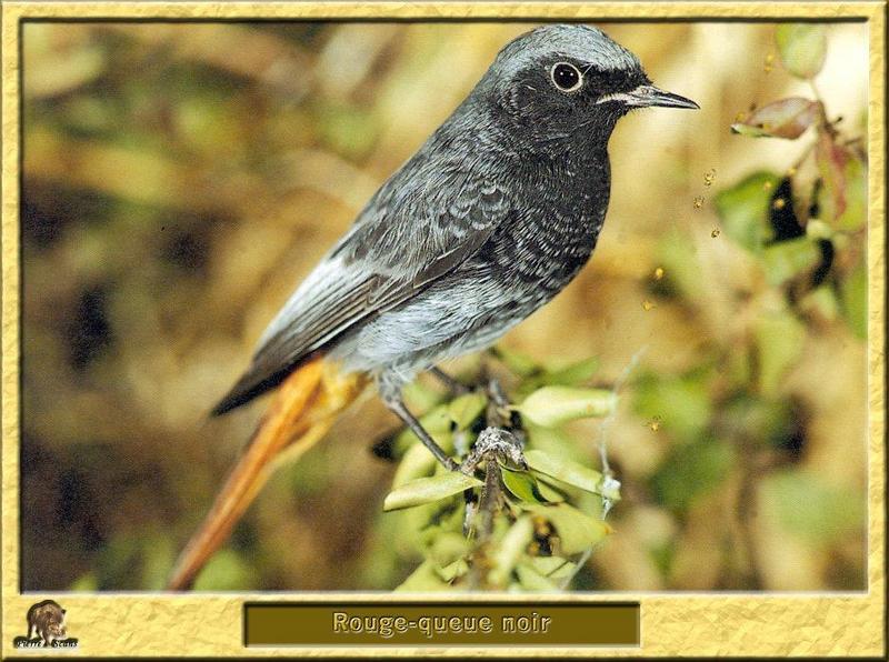 Black Redstart (Phoenicurus ochruros) {!--검은머리딱새-->; DISPLAY FULL IMAGE.